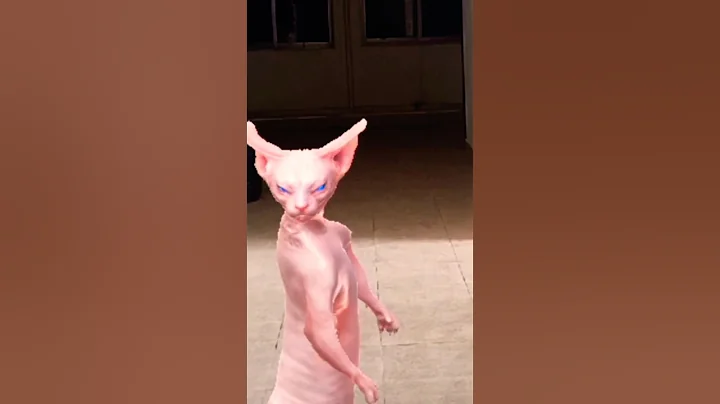 Video 10131371: hairless cat, hairless wonders, cat living