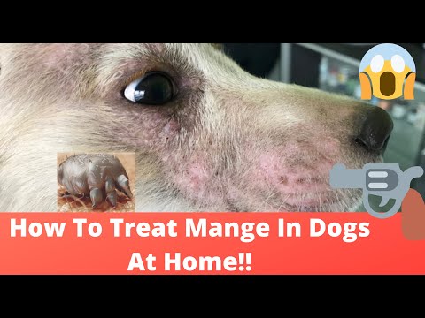 Video: Home Remedies for Dogs su Mange