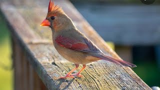Gorgeous Female Northern Cardinal Feeding And Bird Call screenshot 5