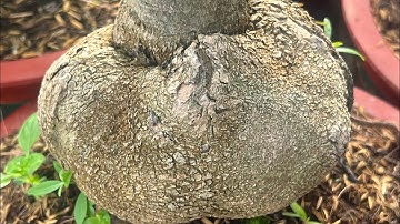 15-4 mã số gốc nhớt rút cốt đế nở khối cục lh 0766765975