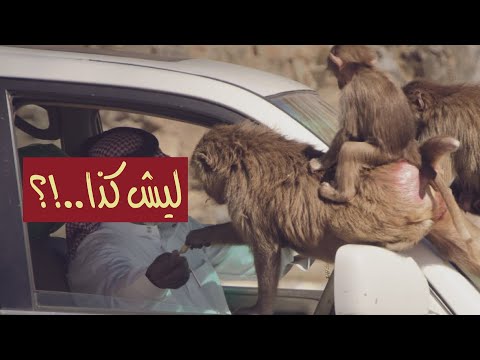 سو خير للقرود تلقى شر