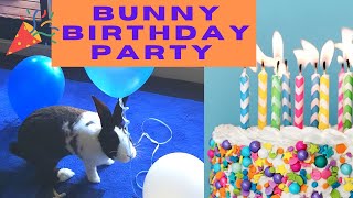 🎂 Happy Birthday!!! #bunnyzoomie Celebrate Dutch bunny's first birthday party! Cute rabbit fun! 🎂🐇