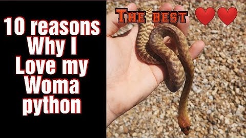 10 reasons I love my Woma python