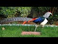 Most Colourful Bird - Lady Amherst&#39;s Pheasant