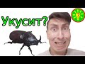 Опасен ли жук носорог?