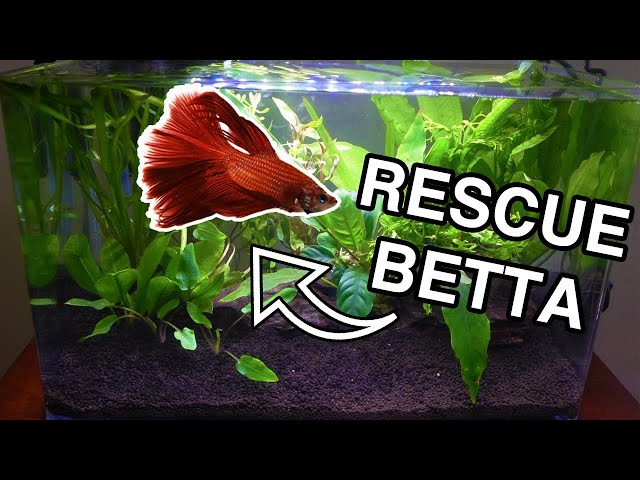 Beginner Betta Fish PLANTED TANK class=