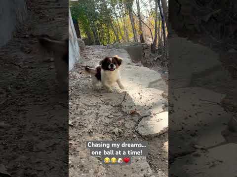 Simba Dogs Cute Funny Puppy Doggielife Pets Cutepets Fun Cutebaby Cutedogs Love