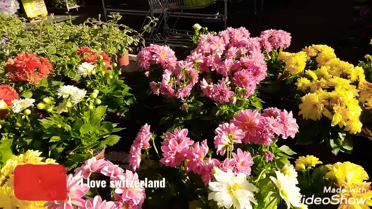 Switzerland beautiful flowers part2 YouTube