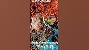 Cây bonsai bên Suối trang trí bể cá tiểu cảnh #phukienthuysinh