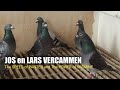 The speed of panter and the power of yasmine  vercammen pigeons