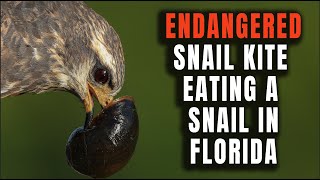 A Snail Kite Eats a Snail in Florida - Most US Residents Have NEVER Seen One of These Birds by Harry Collins Photography 424 views 2 months ago 1 minute, 25 seconds