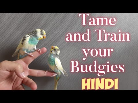 How to Tame Your Budgies Easily | HINDI