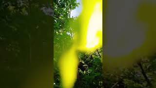 Удивительная природа Дальнего Востока  тайга  Хабаровский край