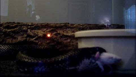 Black Rat Snake Eats Mouse Backwards