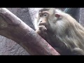 Pig tail macaque 3D VR 180