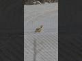 Hunting Coyotes. DROPPED