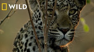 Savage Kingdom | Νέος Κύκλος Trailer | National Geographic WILD Greece