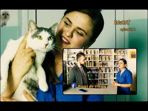 Video: Sparta, „Mean Kitty”, Diagnosticată Cu FeLV (și O Postare Pentru A Trăi Bine Cu Leucemie Felină)