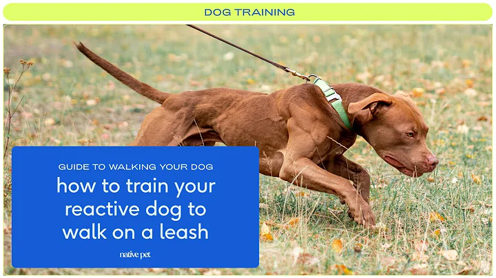 How to Teach Leash Walking with a Reactive Dog