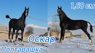 картинка: Оскар Сатылды.