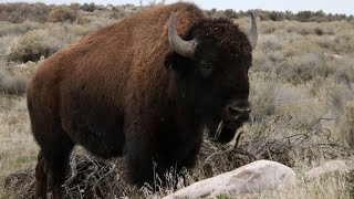 Bison On Antelope Island