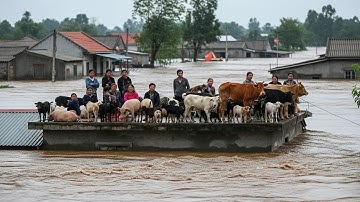 Khoảng Khắc Lũ Lụt Nghiệt Ngã: Gia Súc Bị Ảnh Hưởng – Tổng Hợp Những video Lũ Lụt