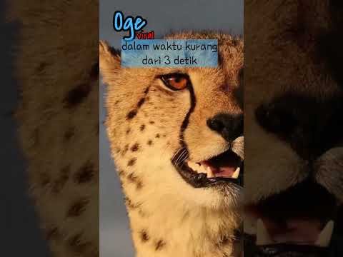 Video: Berapa lama cheetah hidup?