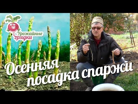 Бейне: Спаржа (48 сурет): бұл не? үйде күтім, жабық түрлер мен сорттардың сипаттамасы. Оның басқа аты қалай?