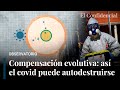 Así la compensación evolutiva puede destruir ómicron y las otras variantes del covid