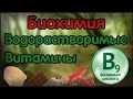 Биохимия. Лекция 18. Водорастворимые витамины. Витамин B9. Фолиевая кислота.