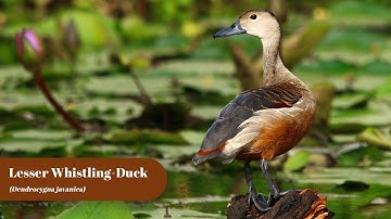 Lesser Whistling Duck  | Birding Frames | Wildlife Photography