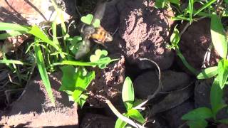 Download Lagu Bees Sunning Themselves? I am Easily Amused. MP3