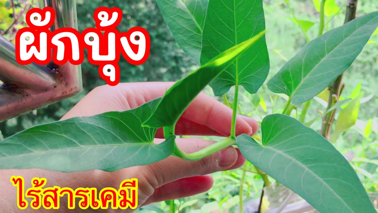 ปลูกผักบุ้งไร้สารเคมี(ผักบุ้งในกระถาง) | Garden