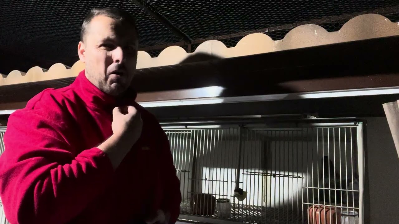 El azul encierra a la mensajera. 