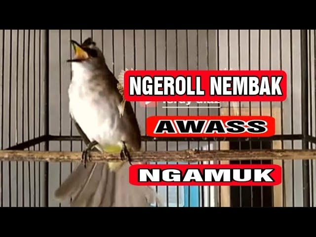 Trucuk bisu langsung nyamber di pancing dengan suara trucuk ngekek ngeroll dan nembak ini class=