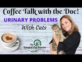 Urinary problems with cats with dr katie woodley  the natural pet doctor