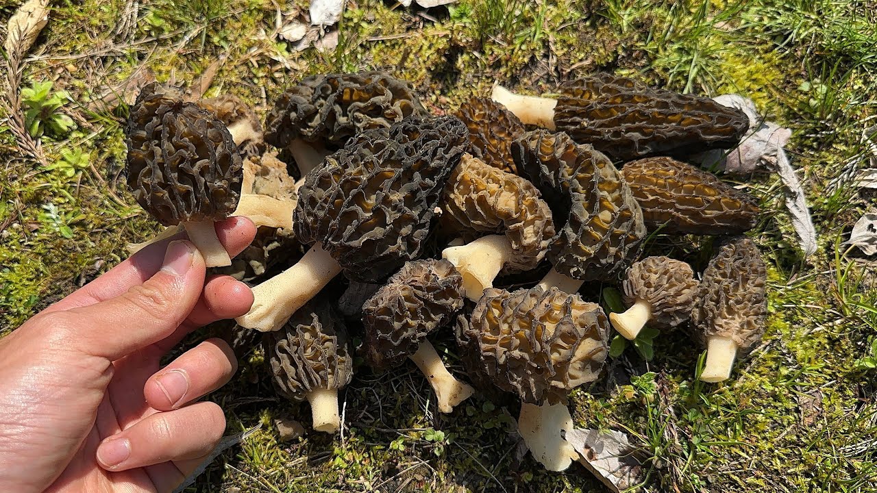 ふぐ毒さん専用 新潟の食用キノコ、きのこの森の歩き方、秋田山菜の山 きのこの森 Poisonous but high-class mushrooms, morels, are growing everywhere