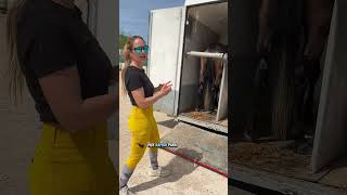 Bajar del remolque a los caballos ‼️Lo primero es sacar la rampa y después abrir las puertas‼️