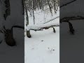 Гон по лисе