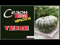 Тыквы. Вкусные и урожайные сорта. Итог 2019. Огород в Сибири