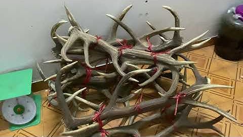 Nguyên liệu để nấu cao hươu tại Trang Trại Hươu Sao Tín Tài