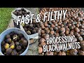 Nuts or Nuisance? The fast way to husk Black Walnuts - E108