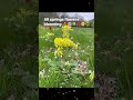 All springs 🌸🌷💐🌺Blooms #readingvlog #readinguk #reading #spring #flowers #flower #univesity #fun