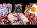 MUKBANG ASMR Dog eating Raw Meats！Omnibus 【American Bully】