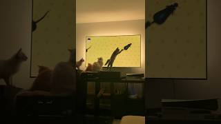 Kittens Break The Tv