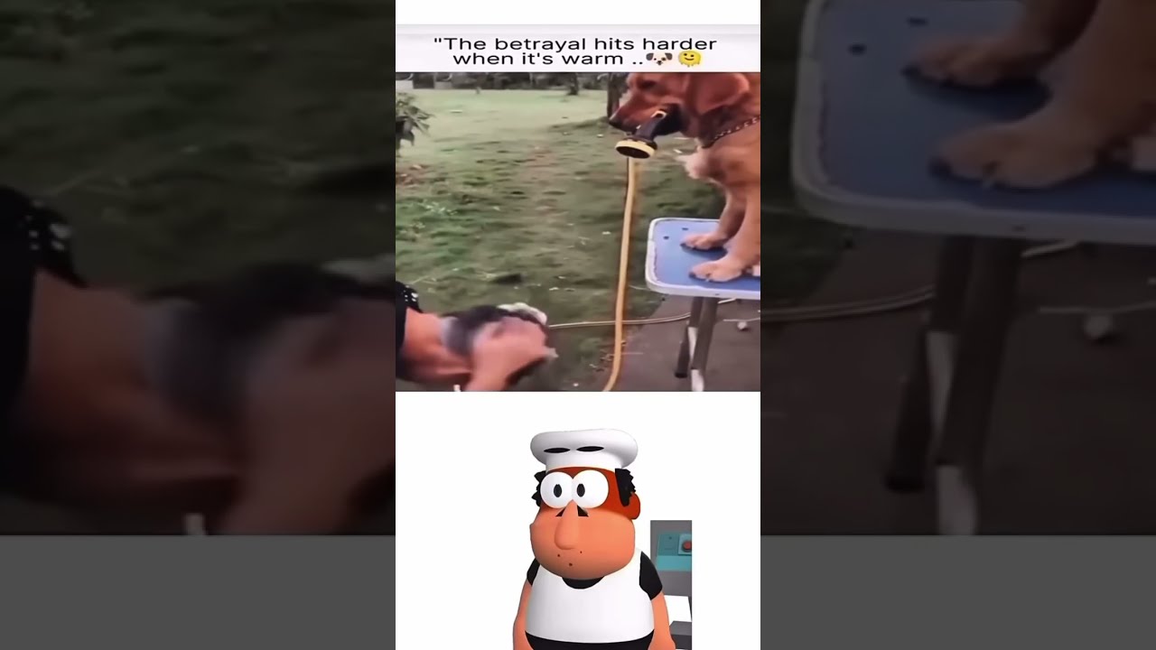 Don T Put At 3x Speed Shower Dog Shorts Memes Funny