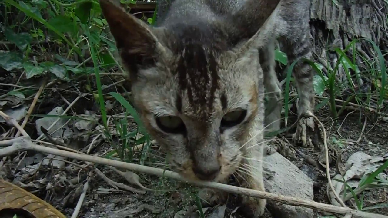 Cat, Jungut Batu village, Nusa Lembongan - YouTube
