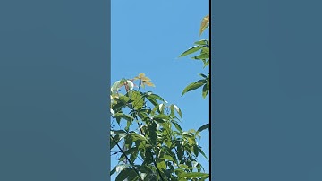 view LIMA Langkawi 2023 ❎    view at  home ✅  #shorts