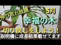 伸び荒れ放題 幸福の木 切り戻しをしよう 続きは説明欄からどうぞ