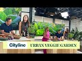 How to grow an abundant urban vegetable garden